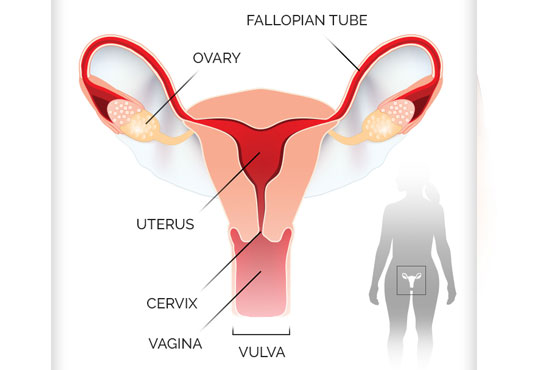 gynae cancer surgeon in delhi